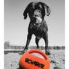 Zeus Micro Bomber Ball Dog Toy, 8.5 cm