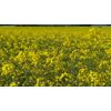schwerinernaturheil Rapeseed Heat Pad