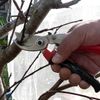 ARS HP-VS8R Rotating Handle Hand Pruner, 8-Inch