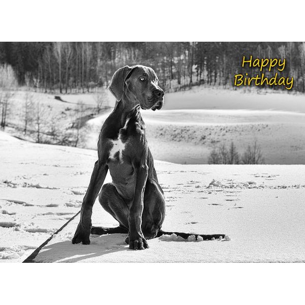 Great Dane Birthday Card