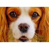 Cavalier King Charles Spaniel Birthday Card