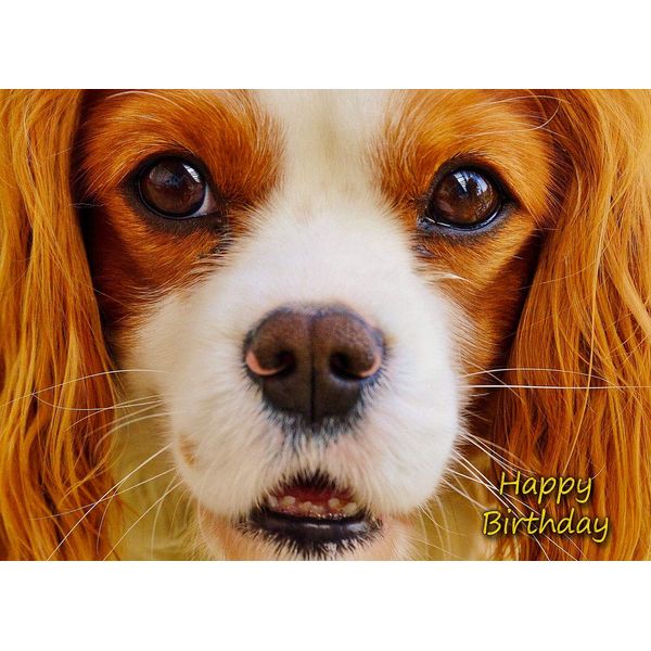 Cavalier King Charles Spaniel Birthday Card