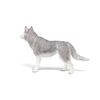 PAPO Siberian Husky