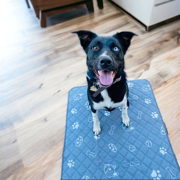 Non-Slip Dog Pads Large Washable Puppy Training Pads Fast Absorbent Pet Pee Pad