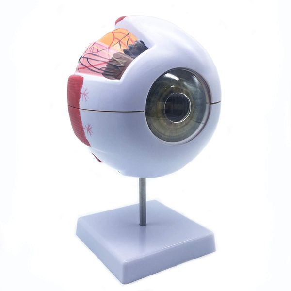 XINDAM 6X Enlarged Human Eye Anatomical Model,Anatomically Accurate Eye Model Human Eye Anatomy for Science Classroom Study Display Teaching Medical Model