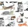 Cats & Kittens Printed Tissue Paper 500 x 750mm 10 Sheets