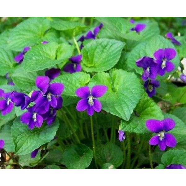 15 Purple Wild Violets Flower Bulbs/Perennial/Bare Root Native Wildflower