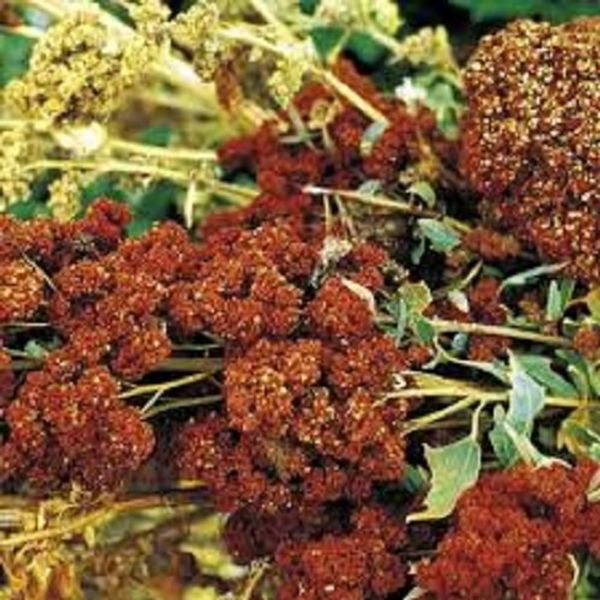 50g Quinoa Seed easily grown in the UK Edible Grain by Pretty Wild Seeds