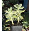 2” Graptopetalum  'Ghosty' Succulent