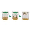 Insect Lore Live Cup of Caterpillars Deluxe
