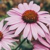 Raw Earth Natural Products Echinacea Concentrated Live Extract Immunity Support!