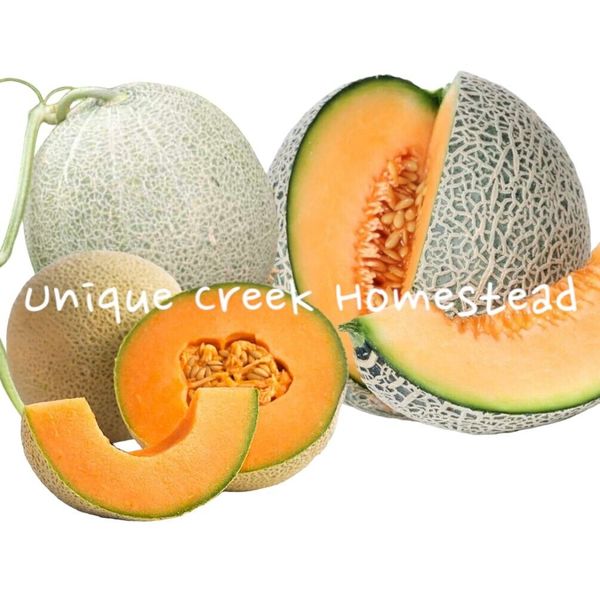 CANTALOUPE Melon Seeds Garden Gardening Seed Delicious Juicy Large Melons Health