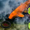 Aquarium Round Feeding Ring 1Pcs Black