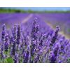 Lavender flower '40/42' Essential Oil 10ml