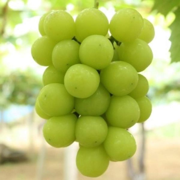 "Grape Shine Muscat Seedling" 5.9 inches (15 cm) Pot Cutting Seedlings Sold as 1 (Pot Seedlings Can Be Planted Almost All Years!) (Fruit Tree 2nd Grade Cuttings Self-Rooted Seedlings) Shine Muscat has large fruit grains, oval color, yellow-green, thin pee