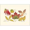 Earth Sky + Water - Fall Foliage Assortment Notecard Set - 8 Blank Cards with Envelopes (2 each of 4 styles)