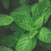 n2 Aromatherapy Peppermint (Arvensis) Essential Oil 100ml - Pure