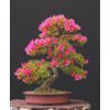 Bonsai Tree Seeds - Pink Azalea - 30 Seeds