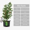 VIVOSUN Nutrients Base A(4-0-1) B(1-4-2) Bundle Fertilizer for Hydroponic Plant