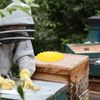 BESPORTBLE Practical Beehive Escape Tray for Beekeeping 2 Pack Beehive Tool 16 Channels for Efficient Bee Transfer