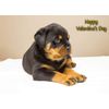 Rottweiler Valentines Day Card