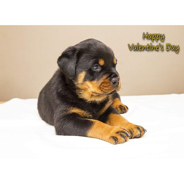 Rottweiler Valentines Day Card