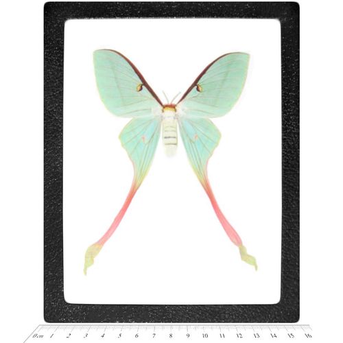 BicBugs Actias dubernardi FEMALE pink green saturn moth China RARE FRAMED