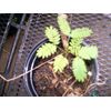 MIMOSA TREE SET OF 20 SEEDS