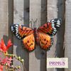 Primus Medium Metal Orange Butterfly Wall Art