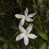 Jasmine Absolute 10ml Incent Essential Oil Essential Oil