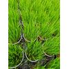 Ultrasoft Grass - Soft Cat Grass - 18,000 Seeds