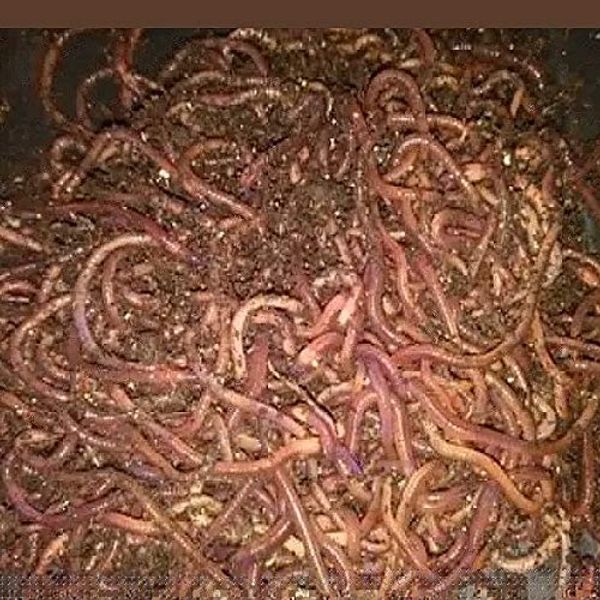 700 red Wiggler composting Worms