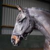 John Whitaker Ready to Ride Leather Headcollar Brown Pony
