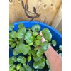 (4) Water Hyacinth Koi Pond Floating Plants Rid Algae LARGE Jumbo 5-7”