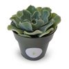 Echeveria Glauca Blue Rose Succulents, 4" Pot