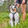 Non-Stop Dogwear Line Harness 5.0, Blue - 1