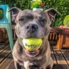 Petface Tennis Balls for Dogs, 12-Piece