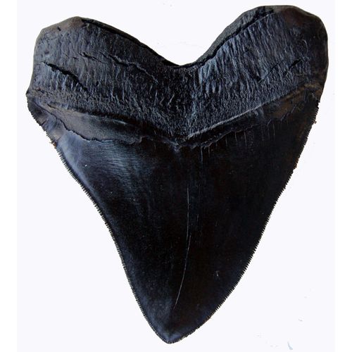Prehistoric Planet Store 5.5 Inch Megalodon (Carcharodon megalodon) tooth, Black with Serrations (Replica) #126