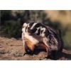 Badger, Sloth, Marmot - 3D Lenticular Postcards - Three 4x6 Greeting Card