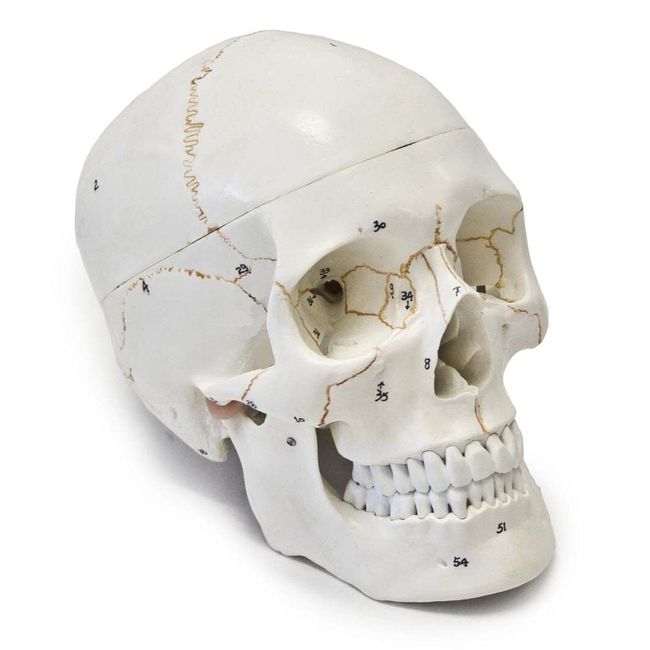 Wellden Medical Anatomical Human Skull Model, 3-Part, Numbered, Life Size