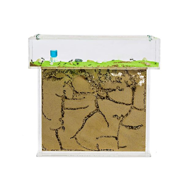 AntHouse - Natural Sand Ant Hill | Acrylic T BIG Kit 25x20x1,5 cm | Ant Farm