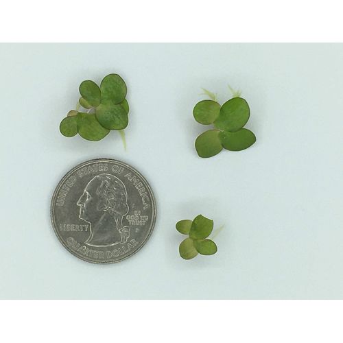 Giant Duckweed, Spirodela polyrhiza, Live Aquarium/Aquatic/Freshwater/Floating/Pond Plant, Planted Tank, Aquascaping by Aquarium Plant Center (30 Plants)