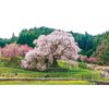 日本の一本桜 4K撮影作品 【Blu-ray Disc】
