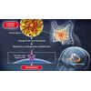 Brain Enhancing Nutrition - Clinical Strength "Brain Boost X"