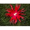 EPIPHYLLUM ORCHID CACTUS    RUBY PINWHEEL