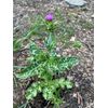 Organic Milk Thistle Seed and Organic Burdock Root Multifractional Extract