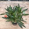 Masdevallia Division Cheryl Shohan ‘J.A.P. ’ 3.5” Net Pot
