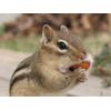 Wakefield Virginia Peanuts Extra Large for Animals, 25 LBS