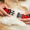 Buckle-Down PC-W11801-WM Red Plastic Clip Collar, Wide Medium/16-23"