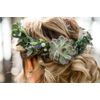 Shop Succulents | Assorted Collection | Succulent Plants | Fully Rooted
